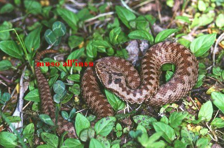 Vipera berus