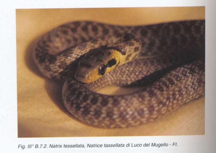 Vipera aspis e Natrix tessellata