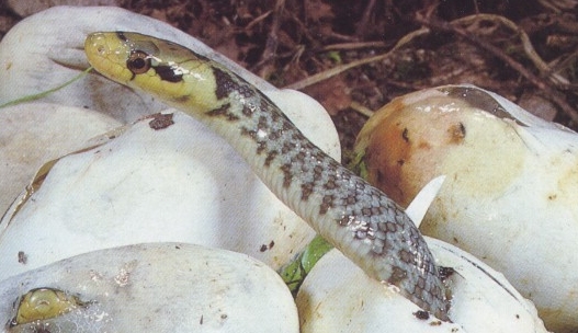 Vipera aspis e Natrix tessellata