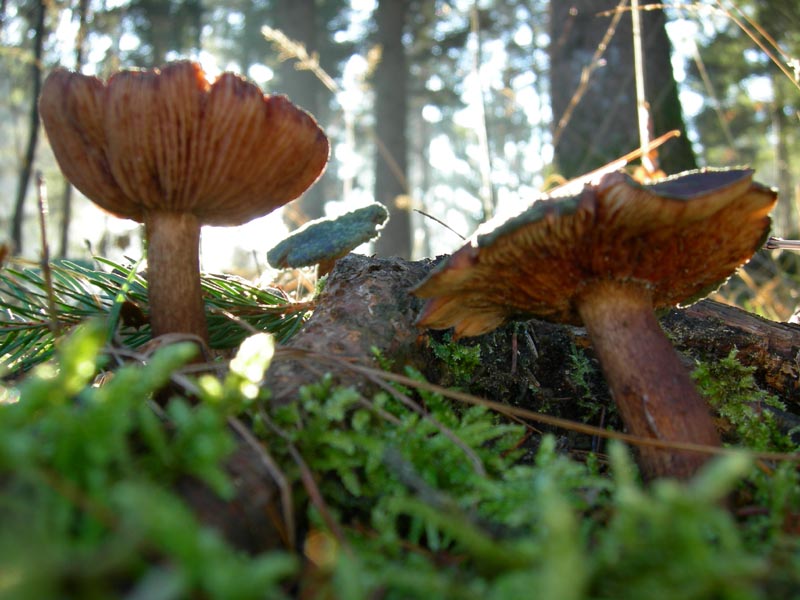 Funghi....dicembrini con alberto.....(parte 2)