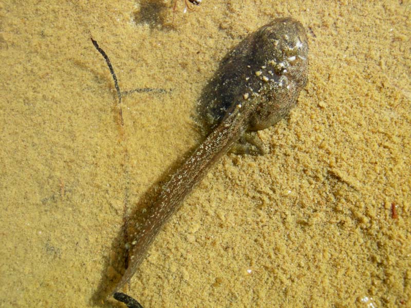 Girini di Rana temporaria