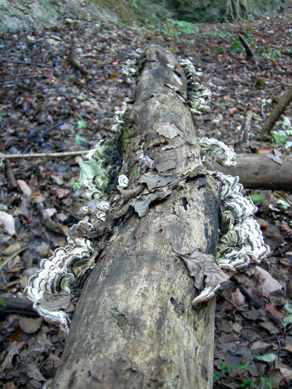 Per funghi...nella valle dell''Orco.