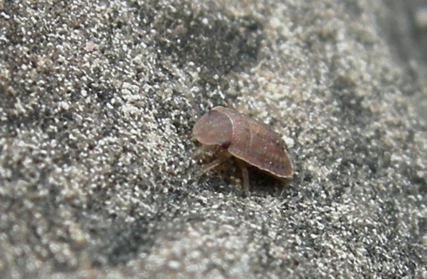 Giovane Sciocoris