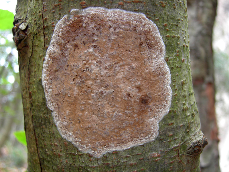 Percorso storico-naturalistico......Bosco Caproni