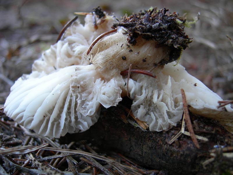 Funghi....dicembrini con alberto.....(parte 2)