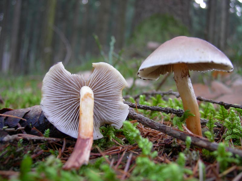 Funghi....dicembrini con alberto.....(parte 2)