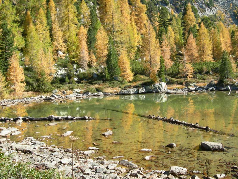 Girini di Rana temporaria