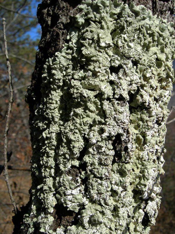 Flavoparmelia caperata su quercia