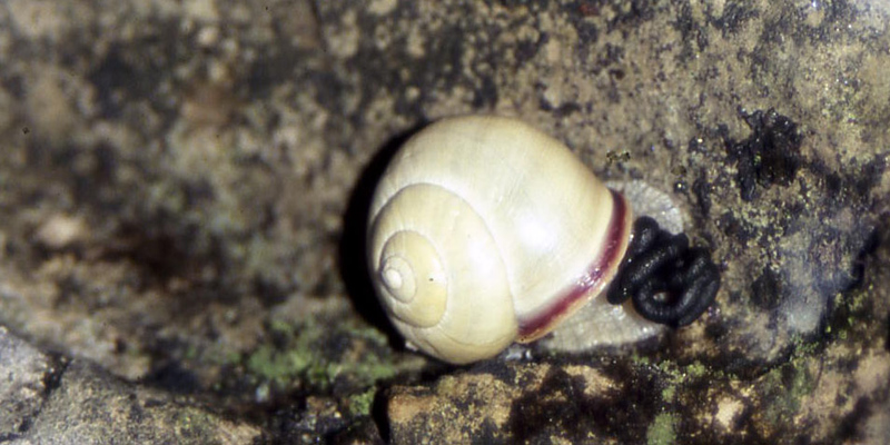 Cepaea (Cepaea) nemoralis (Linnaeus, 1758)