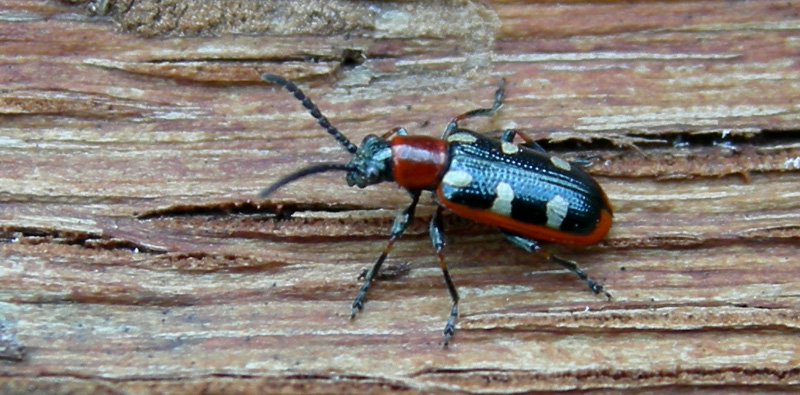 Crioceris asparagi (Coleoptera, Chrysomelidae)