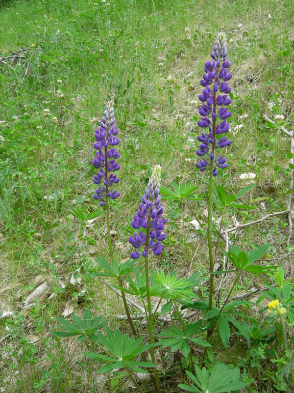 Lupinus poliphyllus