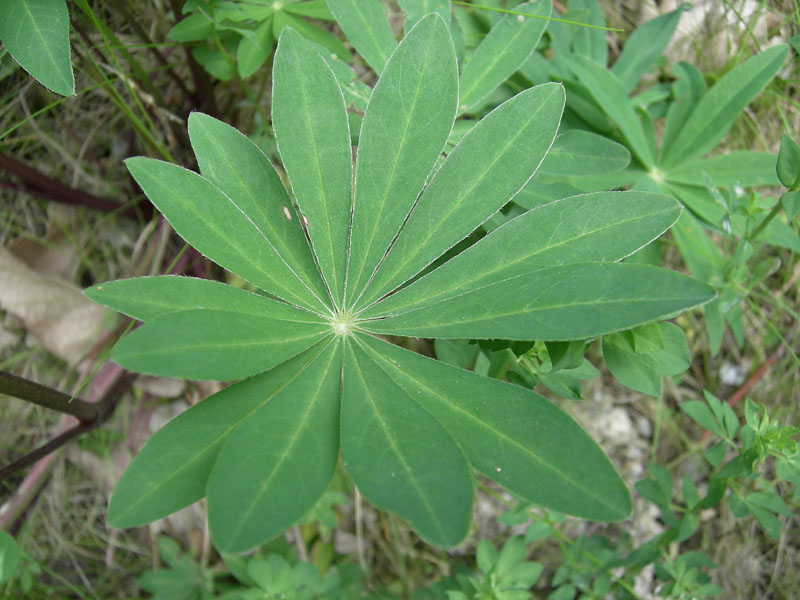 Lupinus poliphyllus