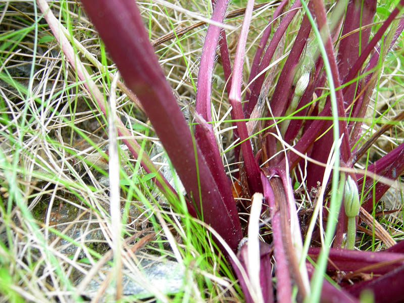 Lupinus poliphyllus