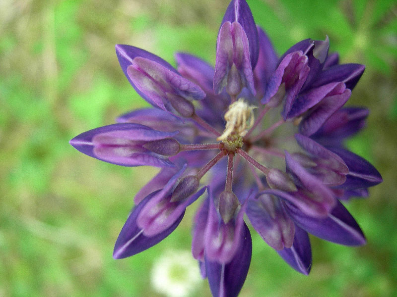 Lupinus poliphyllus