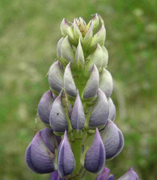 Lupinus poliphyllus