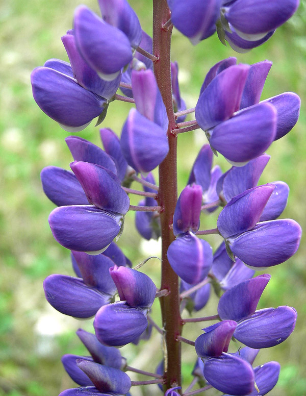 Lupinus poliphyllus