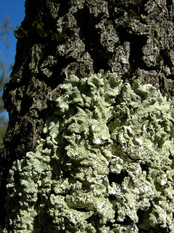 Flavoparmelia caperata su quercia