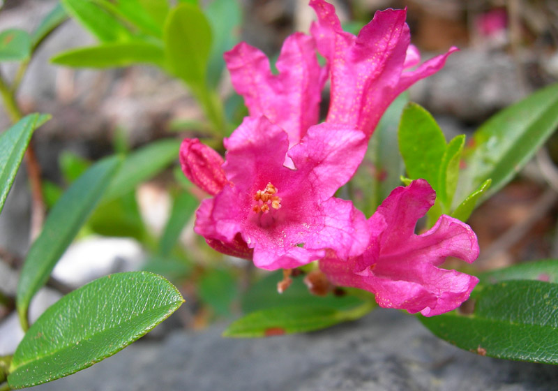 Rhododendron ferrugineum / Rododendro rosso