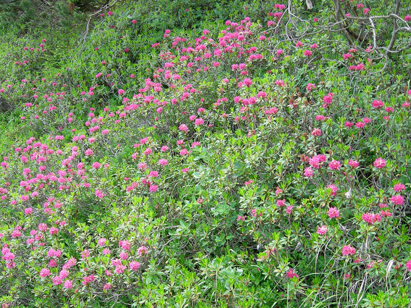 Rhododendron ferrugineum / Rododendro rosso