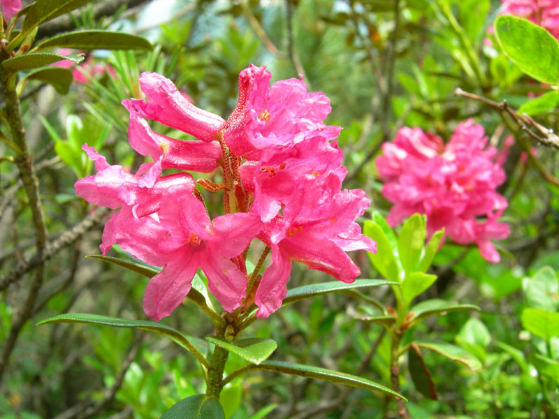 Rhododendron ferrugineum / Rododendro rosso