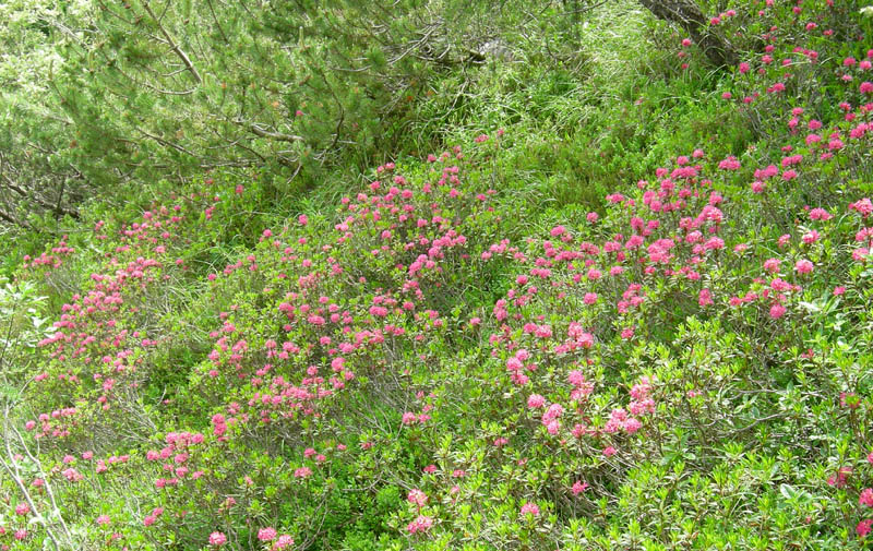 Rhododendron ferrugineum / Rododendro rosso