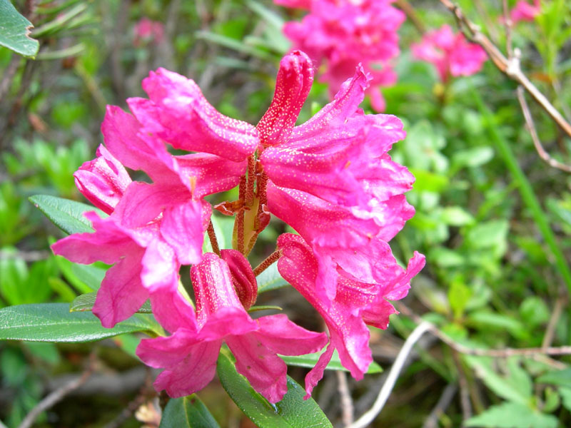 Rhododendron ferrugineum / Rododendro rosso