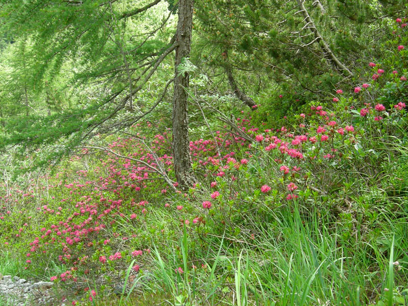 Rhododendron ferrugineum / Rododendro rosso