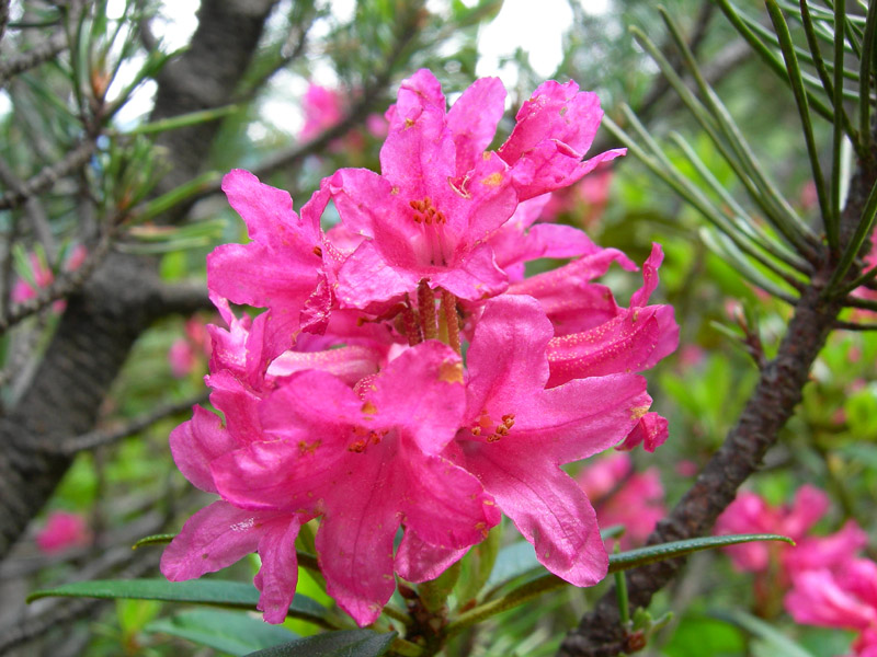 Rhododendron ferrugineum / Rododendro rosso