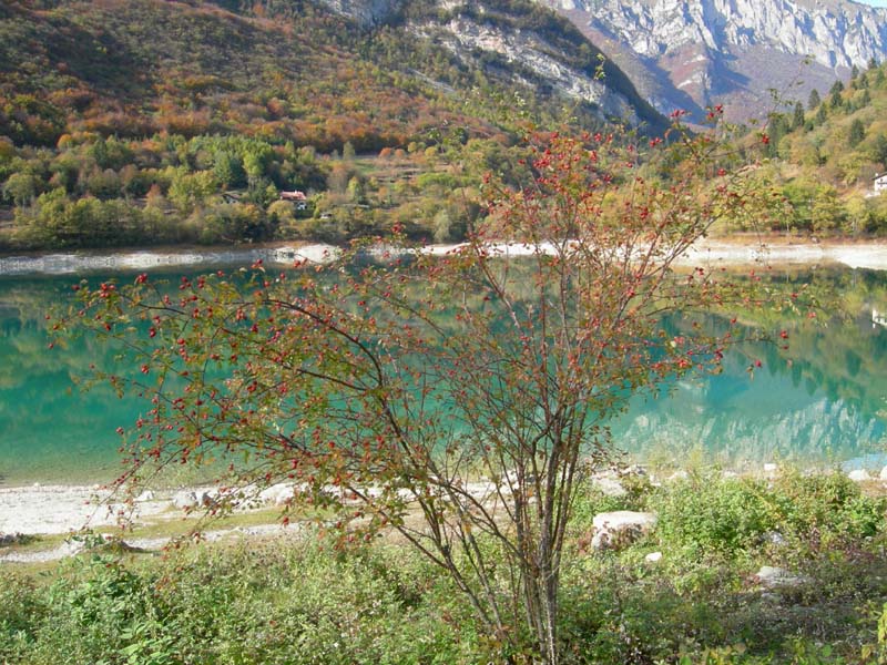 Laghi.......del TRENTINO