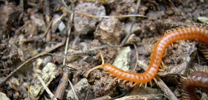 Chilopoda di 14 cm....... (Geophilomorpha)