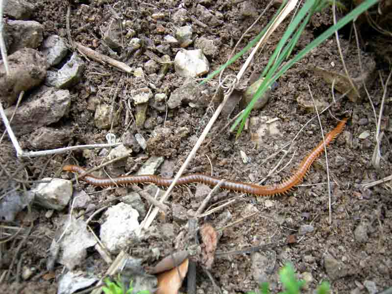 Chilopoda di 14 cm....... (Geophilomorpha)