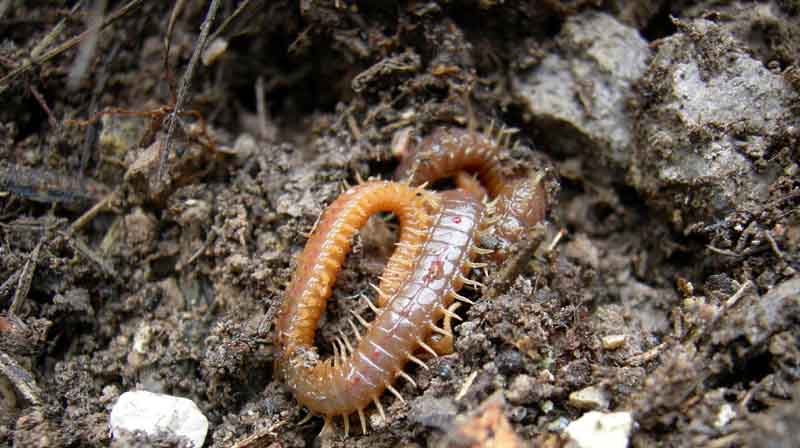 Chilopoda di 14 cm....... (Geophilomorpha)