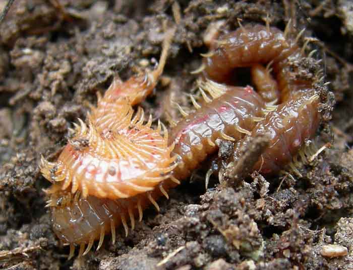 Chilopoda di 14 cm....... (Geophilomorpha)