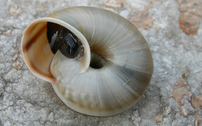 la mia prima Chilostoma cingulatum