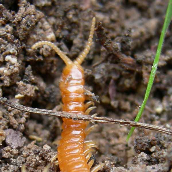 Chilopoda di 14 cm....... (Geophilomorpha)