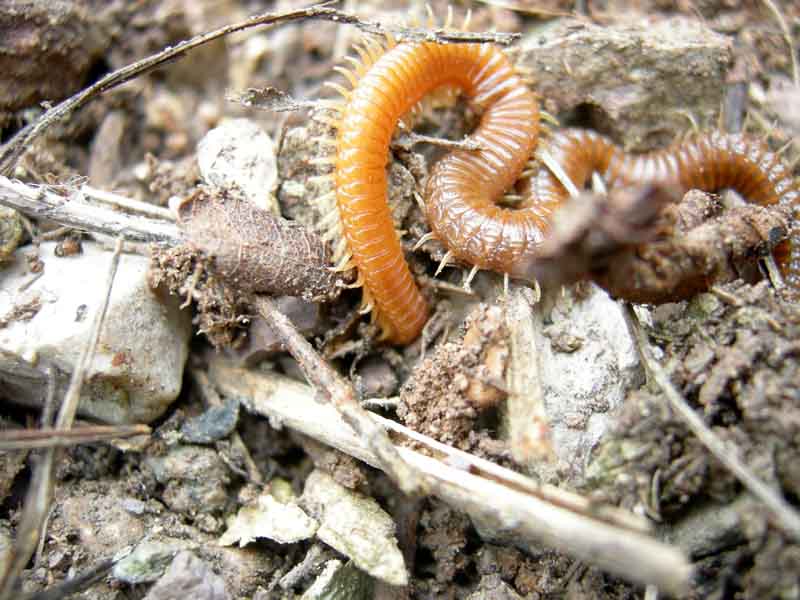 Chilopoda di 14 cm....... (Geophilomorpha)