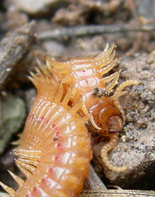 Chilopoda di 14 cm....... (Geophilomorpha)