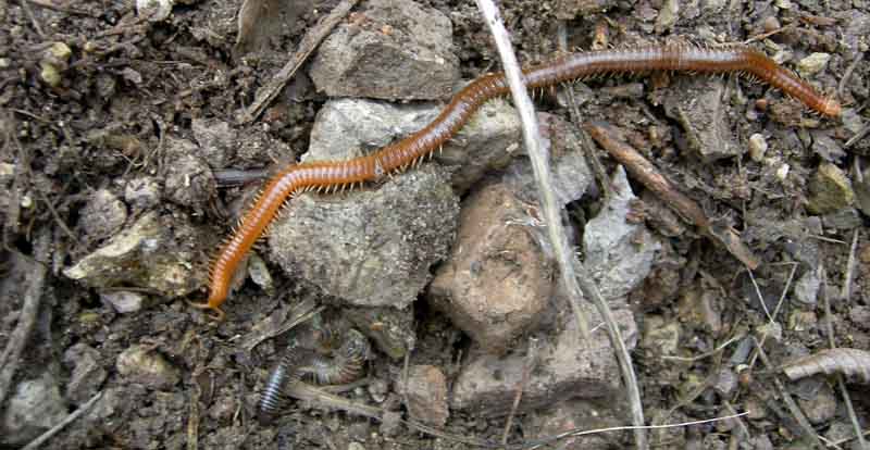 Chilopoda di 14 cm....... (Geophilomorpha)