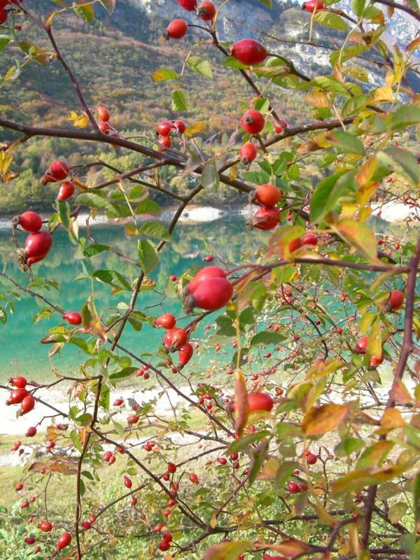 Laghi.......del TRENTINO