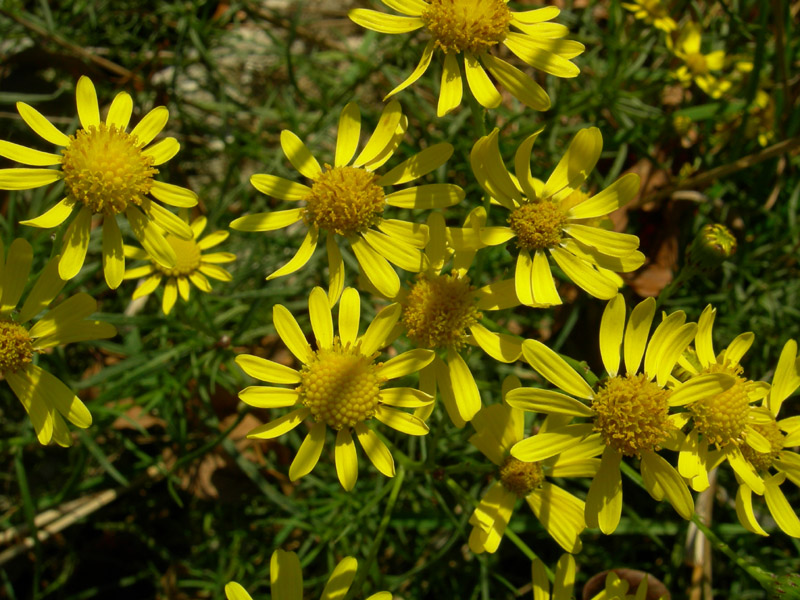 Senecio inaequidens ed Erigeron annuus