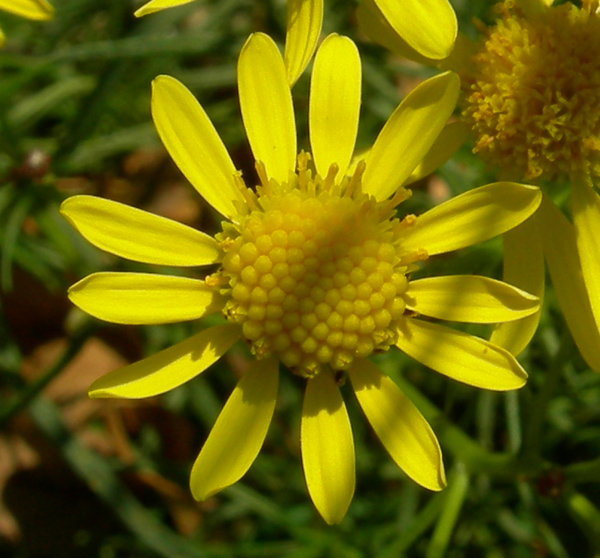 Senecio inaequidens ed Erigeron annuus