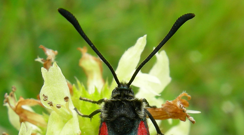 Zygaena lonicerae - Zygaenidae........dal Trentino