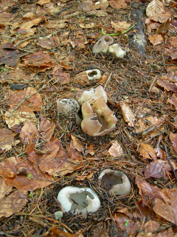 Sarcosphaera coronaria