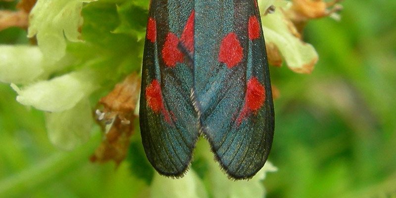 Zygaena lonicerae - Zygaenidae........dal Trentino