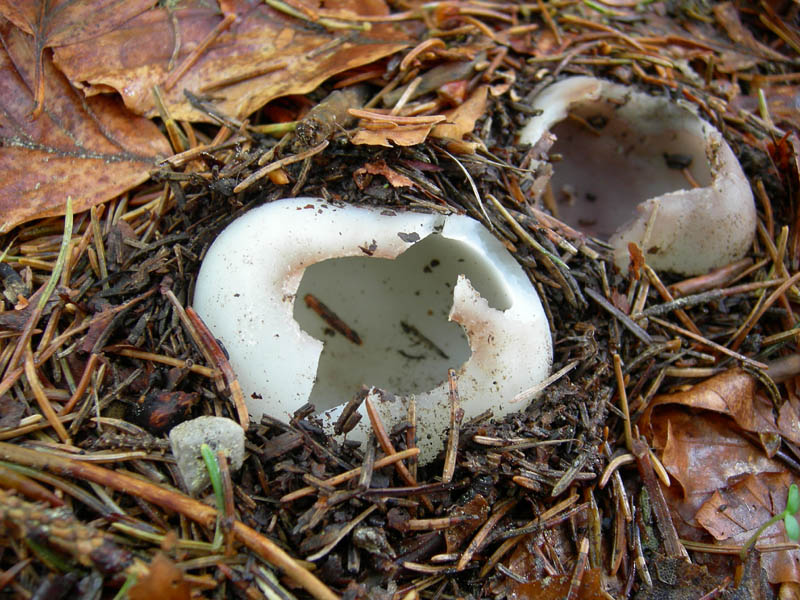 Sarcosphaera coronaria