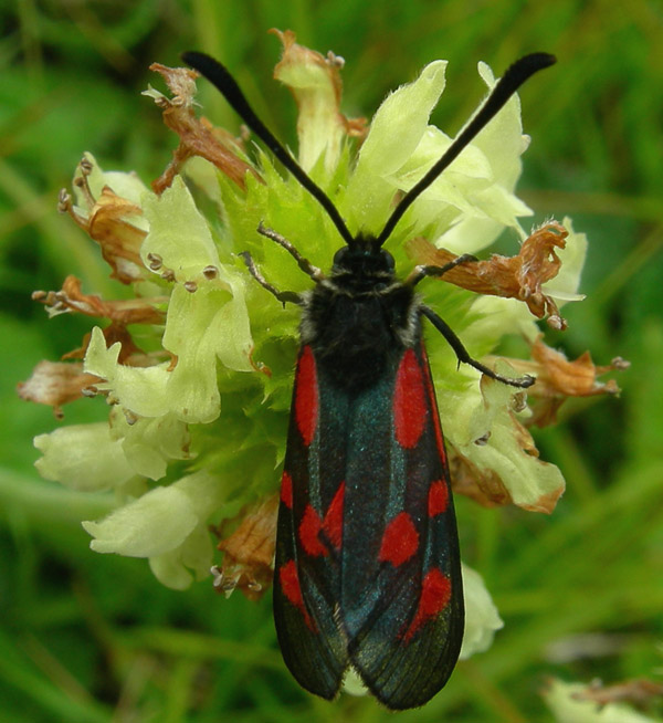 Zygaena lonicerae - Zygaenidae........dal Trentino