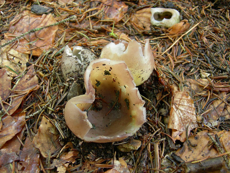 Sarcosphaera coronaria