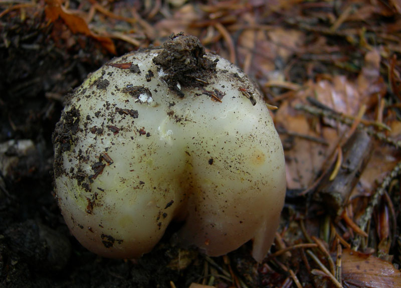 Sarcosphaera coronaria