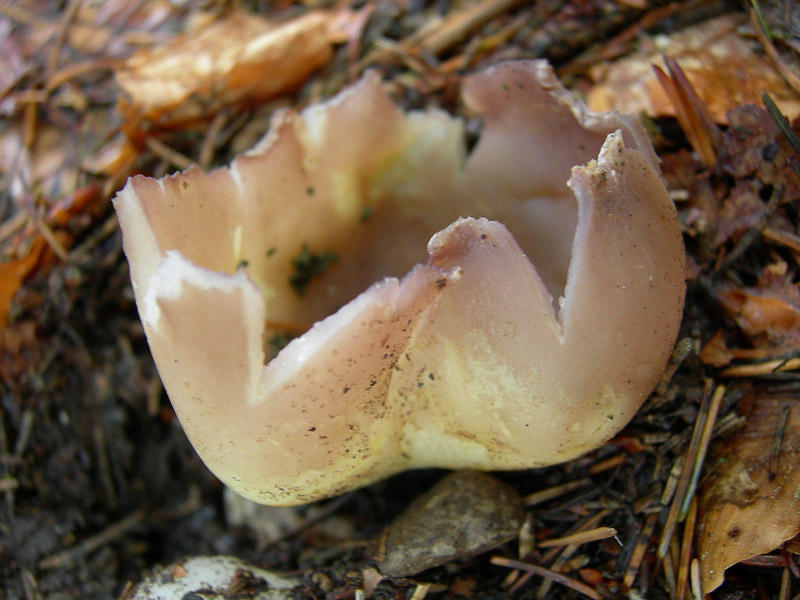 Sarcosphaera coronaria