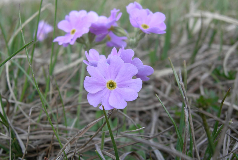 Primula farinosa / Primula farinosa